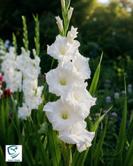 Gladiolus White Bulb Elegant Spikes of Pure White Blooms
