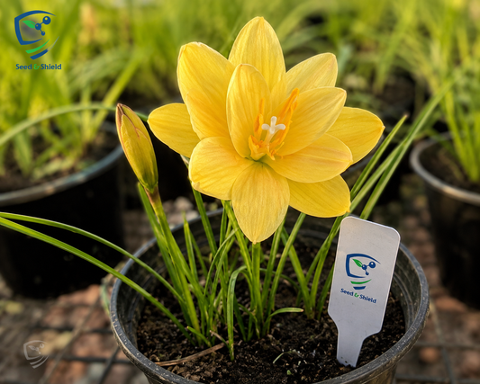 Rain Lily Hybrid Golden Compass Bulb – Bright Yellow Blooming Rain Lily