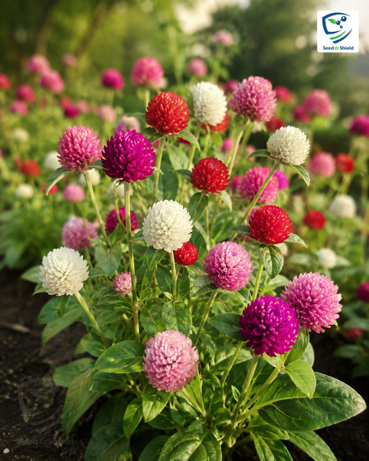 Gomphrena Dwarf Seeds – Compact Colorful Garden Flowers
