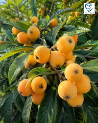 Grafted Loquat/Lokat  Fruit Plant (1 Year Old)