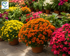 Gul-e-Daodi Plant (Mix Color)  Winter Blooming Chrysanthemum Plant