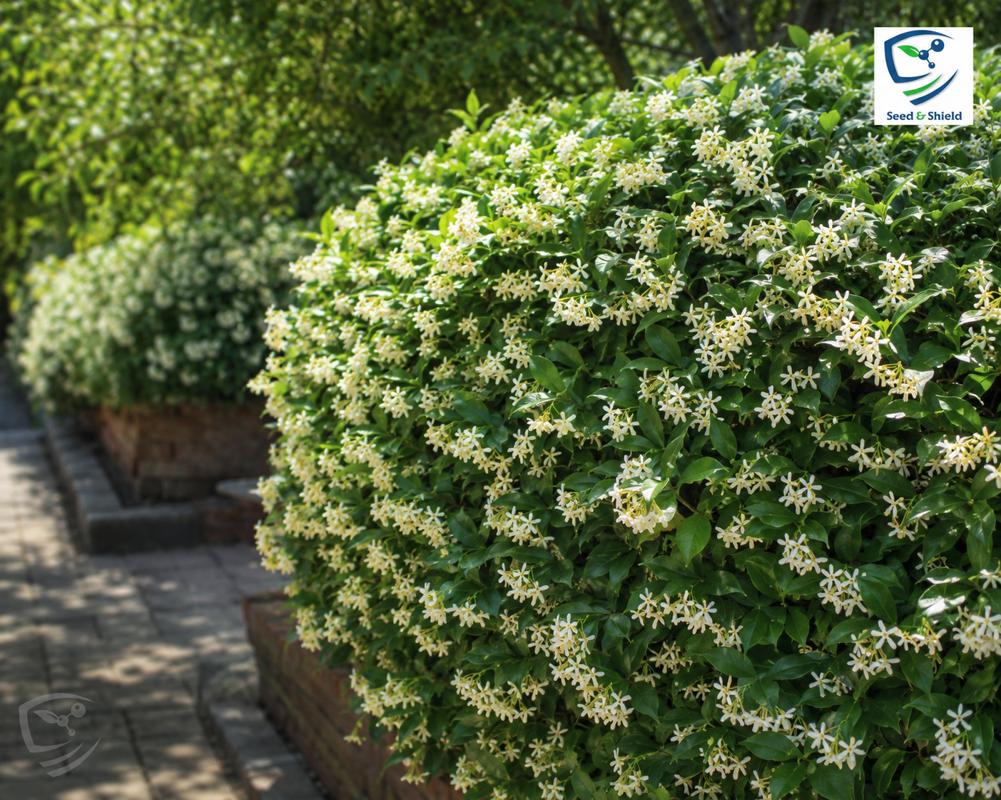 Har Singhar Plant in Pakistan  Parijat Night Jasmine Tree with Sacred Fragrant Flowers