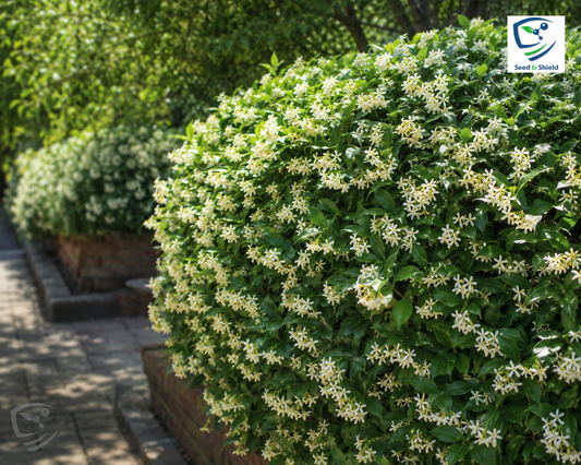 Har Singhar Plant in Pakistan  Parijat Night Jasmine Tree with Sacred Fragrant Flowers