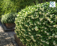 Har Singhar Plant in Pakistan  Parijat Night Jasmine Tree with Sacred Fragrant Flowers