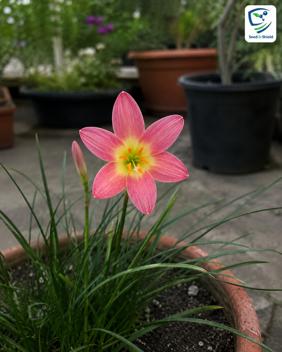 2-Toned Rain Lily Bulbs (Hybrid 02)– Premium Bi-Color Collection