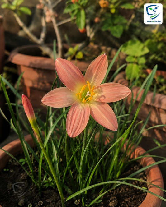 2-Toned Rain Lily Bulbs (Hybrid 03)– Premium Bi-Color Collection
