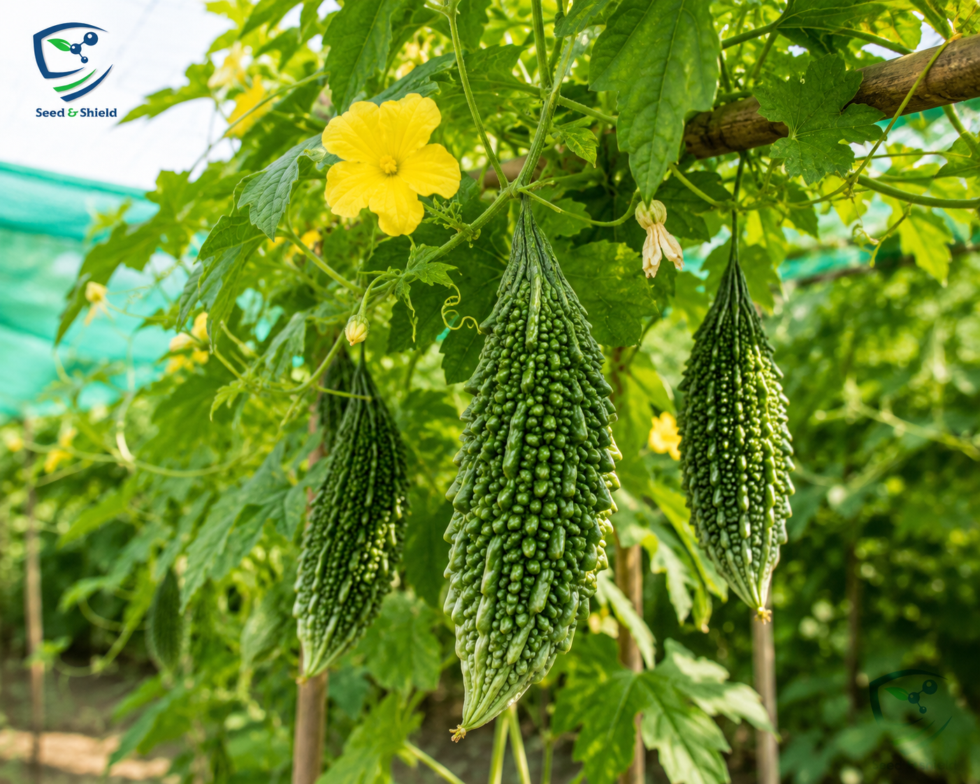 Bitter Gourd Karela Hybrid Seeds | High Yield Vegetable Seeds in Pakistan