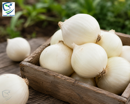 Hybrid White Onion Seeds  Strong Growth & High Yield