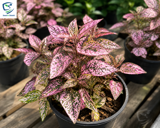 Hypoestes Pink Polka Dot Seeds – Colorful Foliage Indoor Plant