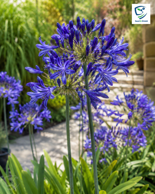 Imported Agapanthus Blue  Exotic Summer Blooms