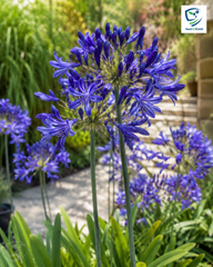 Imported Agapanthus Blue  Exotic Summer Blooms