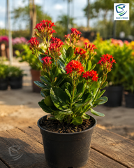 Imported Kalanchoe/Kalanchoi Plant  Long-Lasting Blooming Succulent for Home & Garden