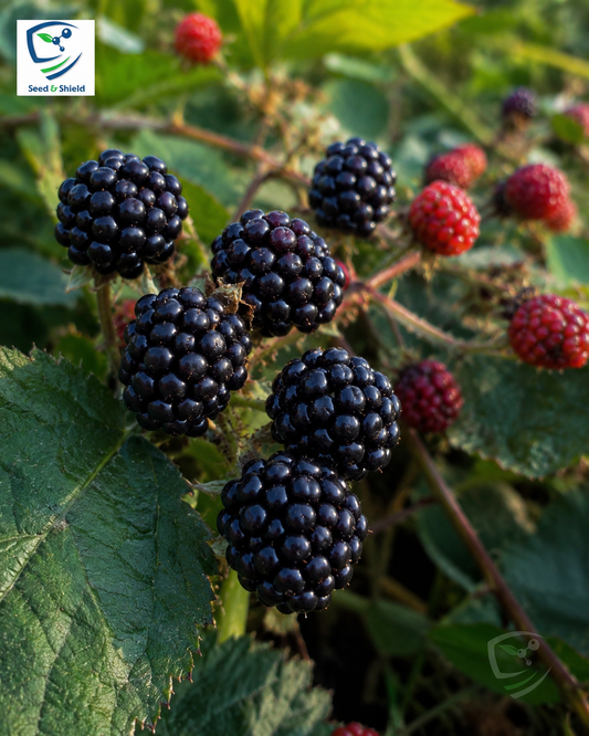 Italian Blackberry Kiowa Plant  High-Yield Blackberry Variety for Pakistan Gardens