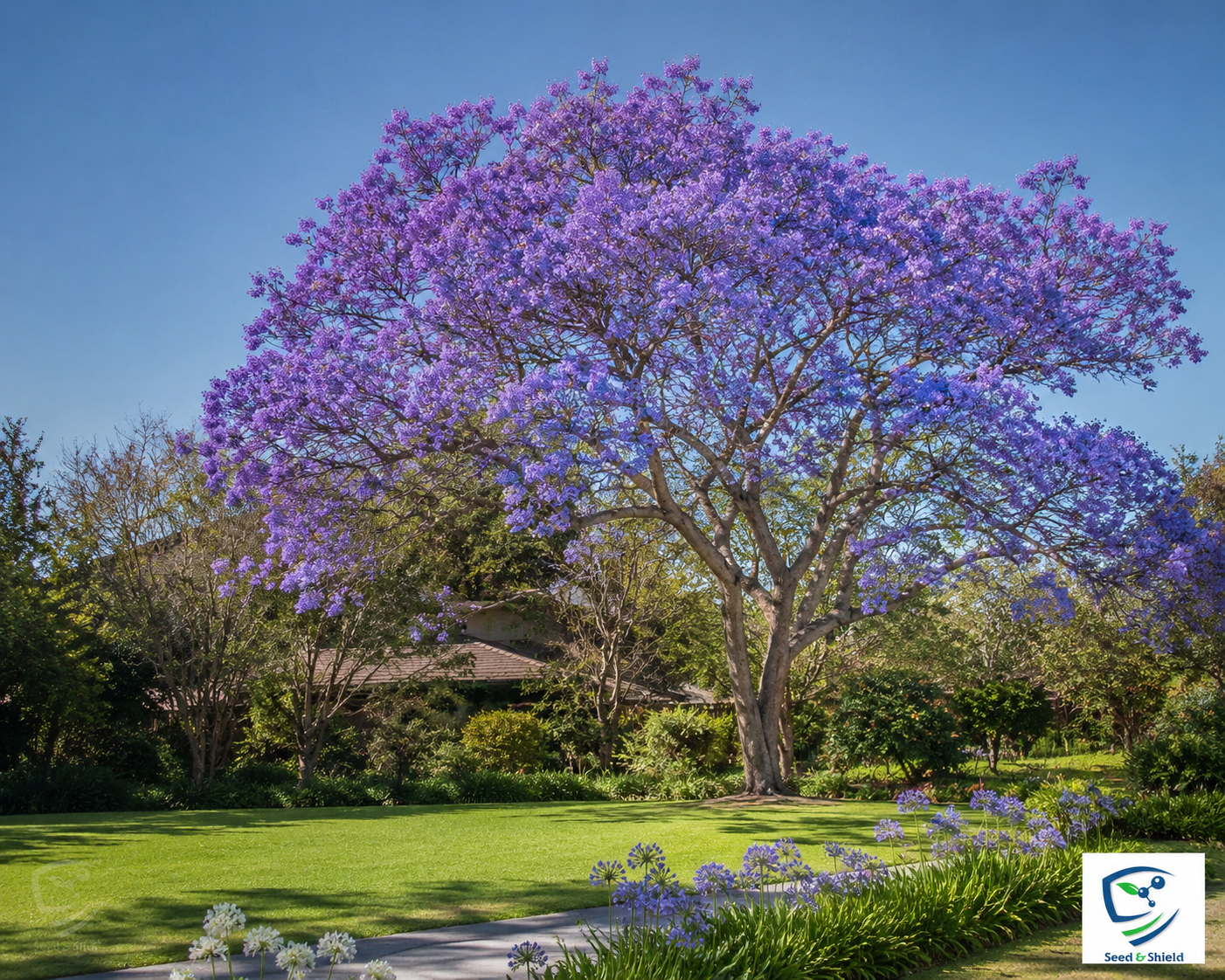 Jacaranda Tree Seeds – Ornamental Purple-Flowering Tree