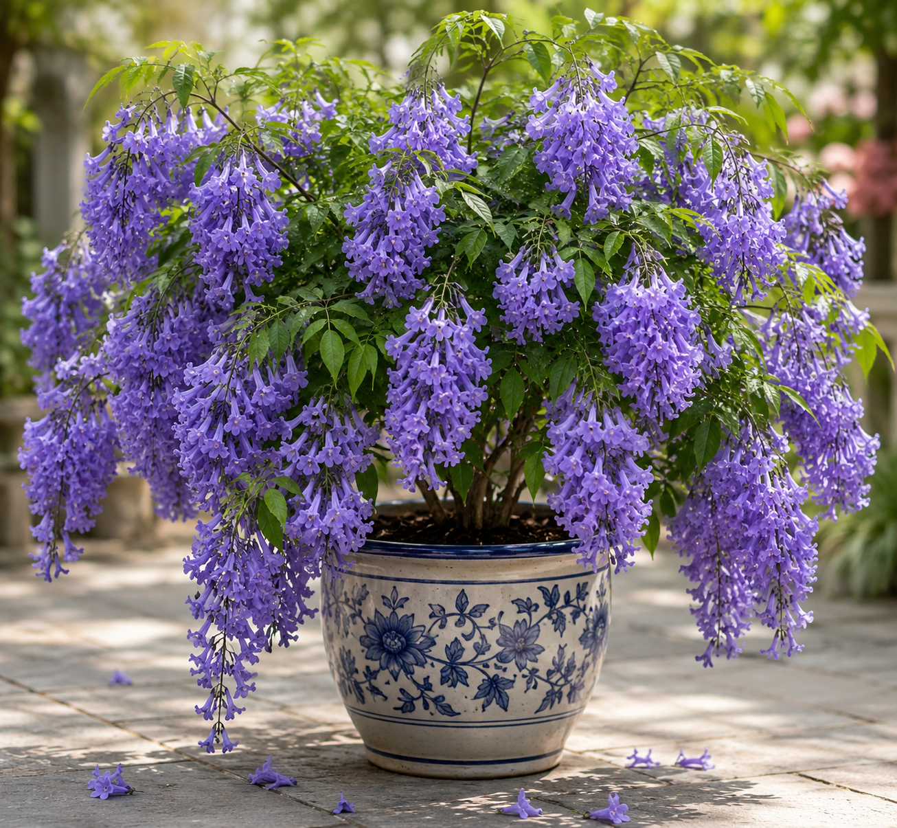 Jacaranda Plant – Blue Jacaranda Flowering Ornamental Tree