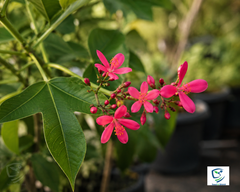 Jatropha Plant in Pakistan  Red Flowering Ornamental Shrub for Home & Garden