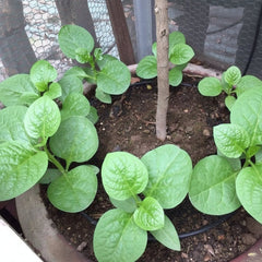 Malabar Spinach Seeds – Basella Alba (Pack of 10 Seeds)