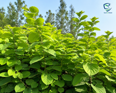 Kachnar Plant  Elegant Blooms with Traditional & Culinary Value