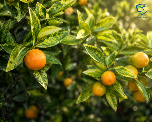 Kamkath (Kumquat)  Fruit-Bearing Plant