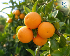 Kinnow Plant 2 Year Old  Citrus Fruit Tree for Home Garden