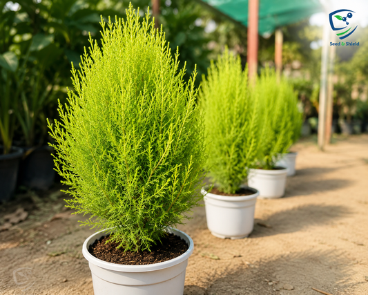 Kochia Bush Green Seeds – Lush Ornamental Foliage