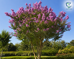 Lagerstroemia Plant (Crape Myrtle)  Long-Blooming Ornamental Tree