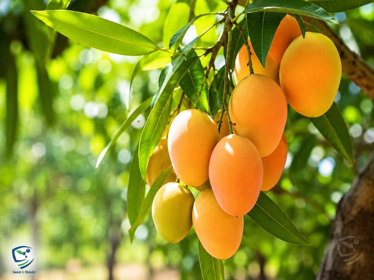 Langra Mango Plant  1.5 Years Old