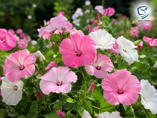 Lavatera Trimestris Mix Seeds – Vibrant Summer Mallow Flowers
