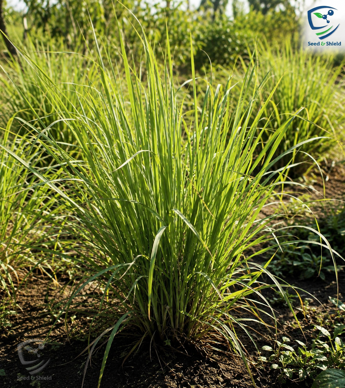 Lemon Grass Plant  Fresh Fragrant Herb for Garden & Home