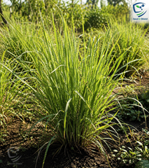 Lemon Grass Plant  Fresh Fragrant Herb for Garden & Home