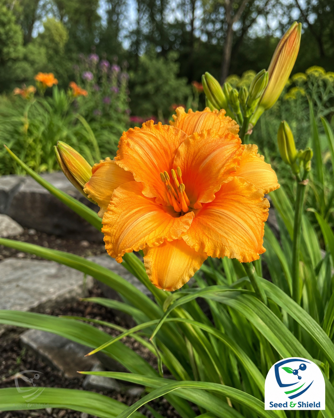 Daylily 'Lemonade' Bulb – Premium Hybrid Daylily