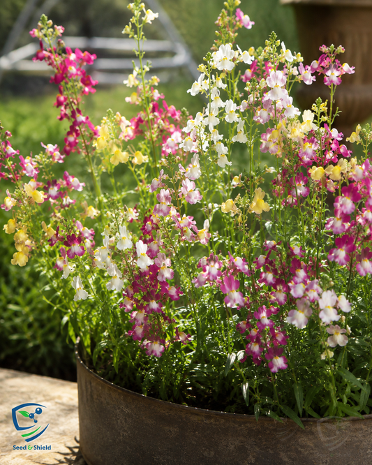 Linaria Fairy Bouquet Mix Seeds in Pakistan  Multi-Colored Dwarf Flowering Plants