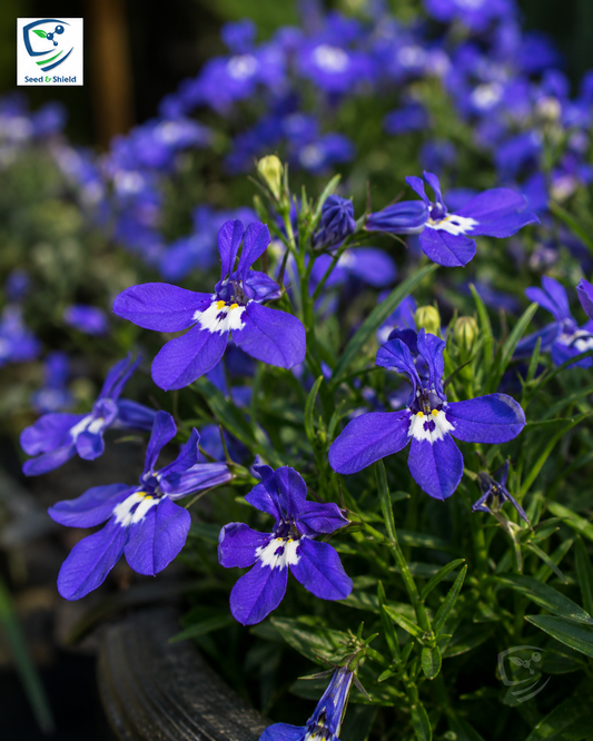 Lobelia Sapphire Seeds in Pakistan  Bright Blue Seasonal Flowering Plants