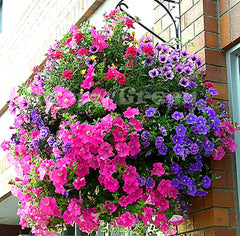 Lobelia Flower Seeds  Cascading Blooms for Pots & Hanging Baskets