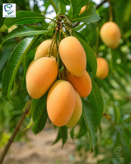 Malda Swarni Mango Plant  1.5 Years Old
