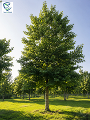 Maple Leaf (Chinar) Plant  Grafted, 2 Years Old, Ornamental Shade Tree
