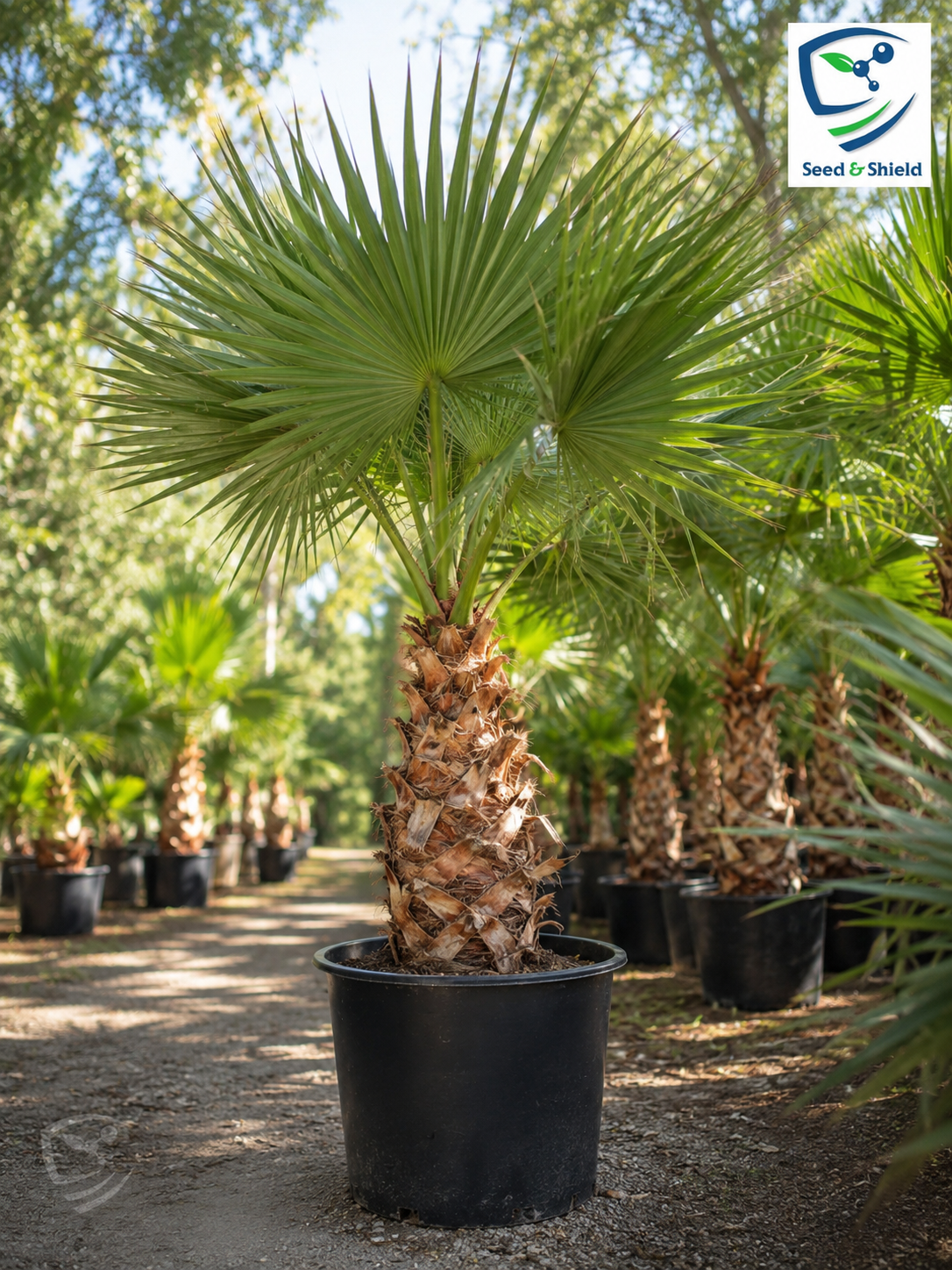 Mexican Fan Palm Tree Seeds – Fast Growing Ornamental Palm