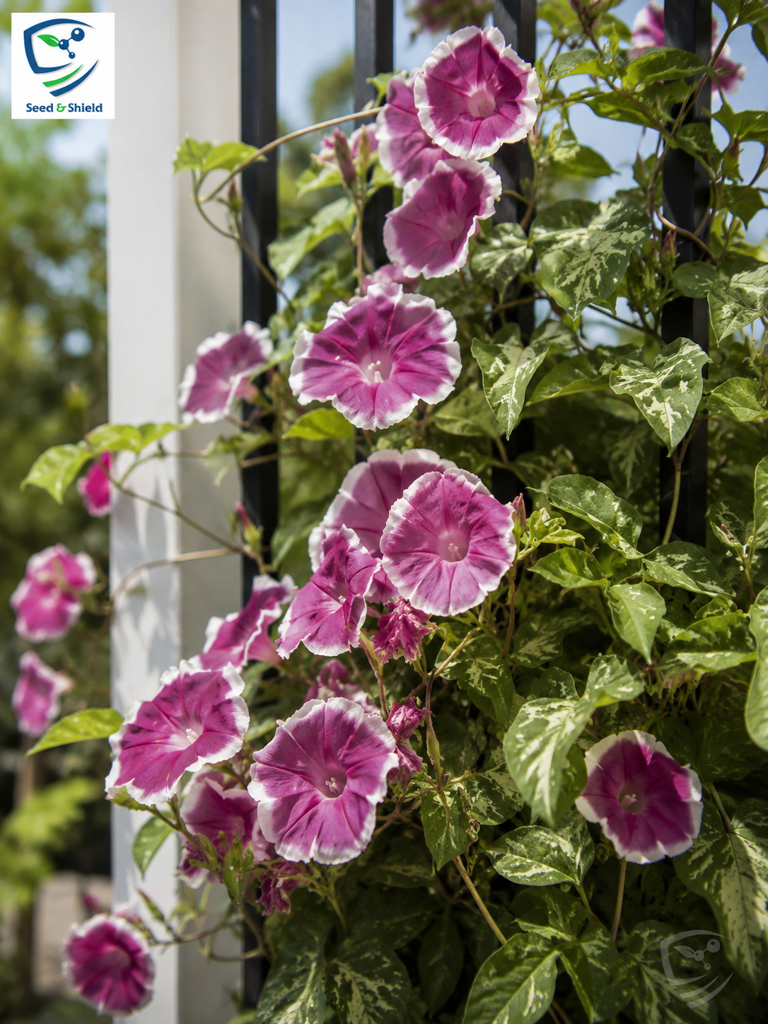 Morning Glory Chocolate Seeds – Unique Chocolate-Colored Climbing Flower