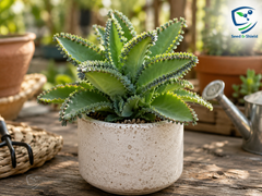 Mother of Thousands Plant – Premium Live-Bearing Succulent