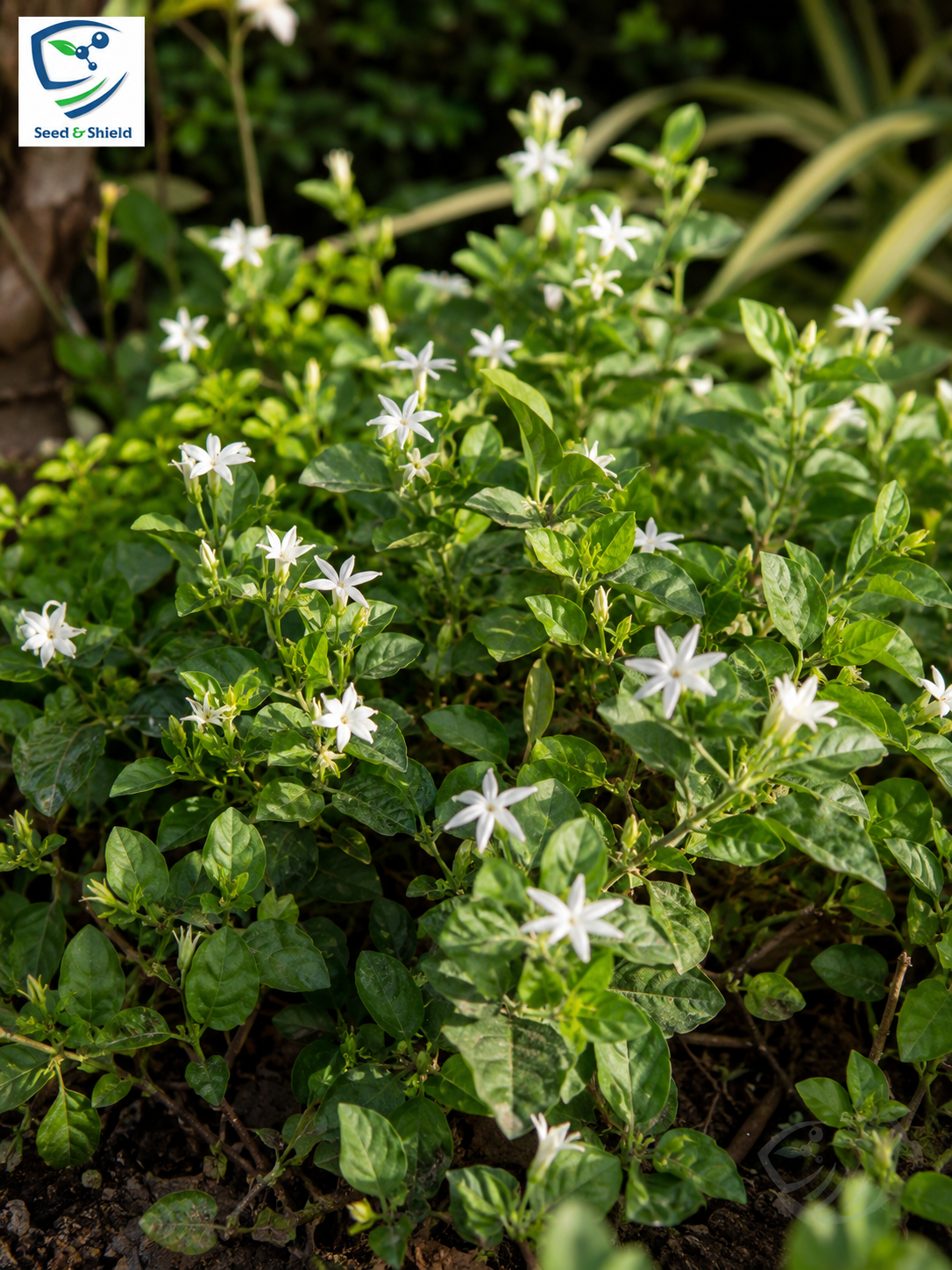 Motia Plant in Pakistan  Fragrant White Arabian Jasmine for Home Gardens