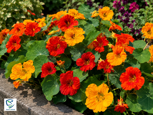 Nasturtium Jewel Mix Seeds in Pakistan  Colorful Seasonal Flowering Plants