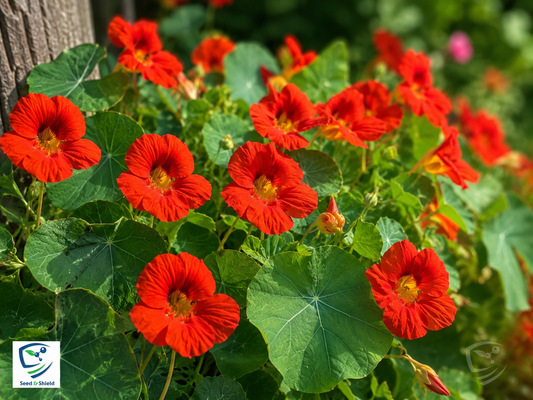 Nasturtium Empress of India Seeds in Pakistan  Deep Red Seasonal Flowers