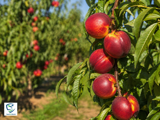 Nectarine / Peach Plant  Sweet, Juicy Home-Grown Fruit Tree