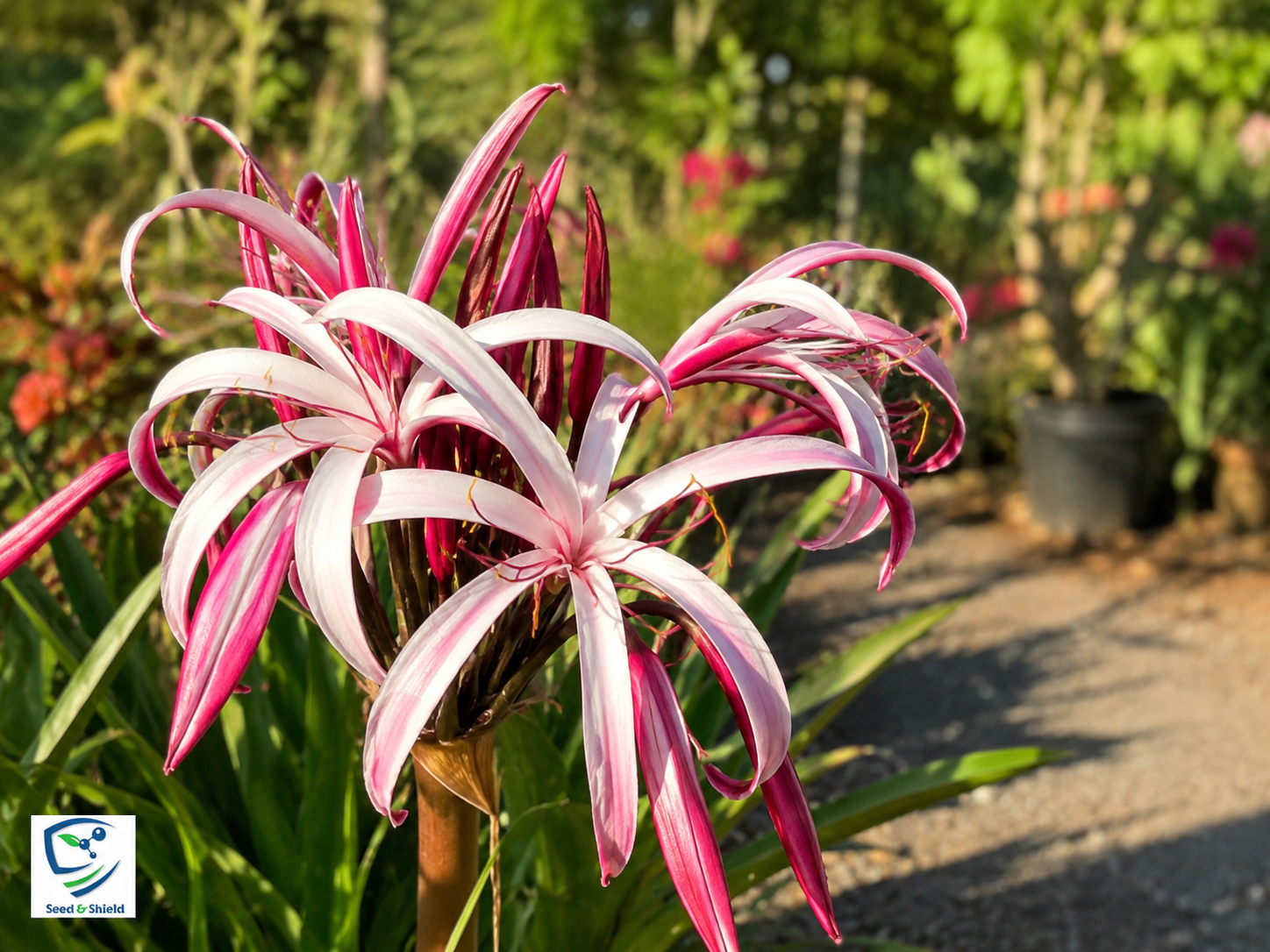 Nerine Lily The Jewel of Autumn Gardens