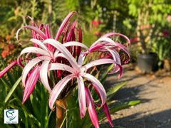 Nerine Lily The Jewel of Autumn Gardens