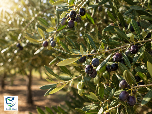 Olive Plant  Premium Fruit-Bearing Variety for Home Gardens in Pakistan