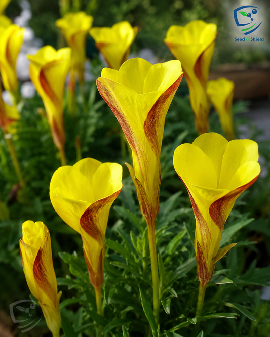 Oxalis Golden Cap  Bright Blooms for a Cheerful Garden