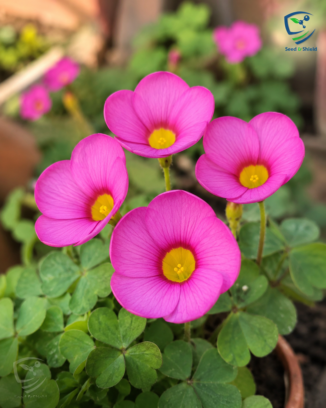 Oxalis Purpurea (Deep Rose) Bulb  Elegant Deep Pink Blooms for Garden Lovers