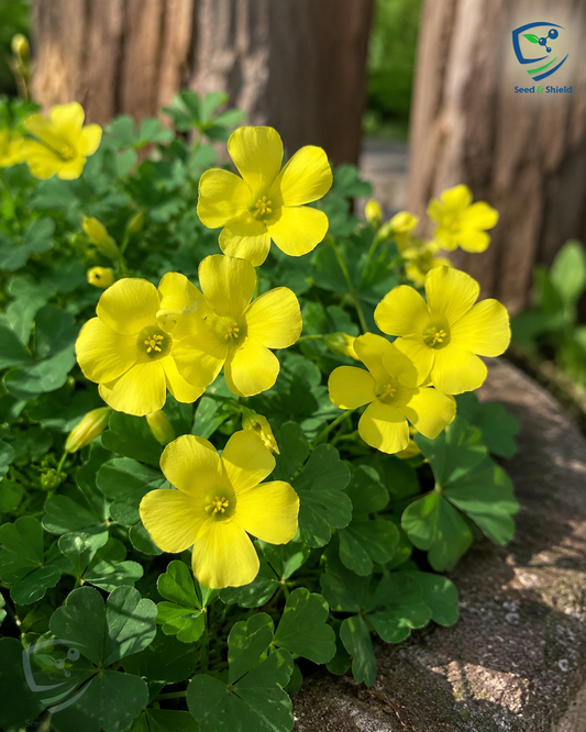 Oxalis Pes-Caprae Yellow Bulb  Cheerful, Easy-to-Grow Flowering Bulbs
