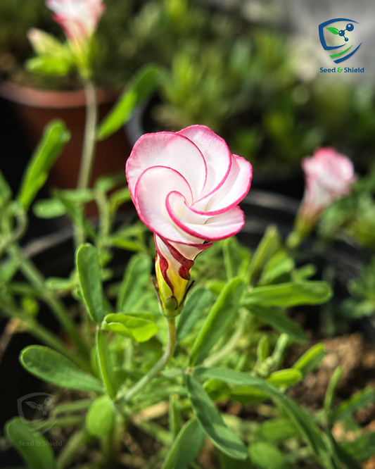 Oxalis Versicolor  Candy Cane Flower Bulbs
